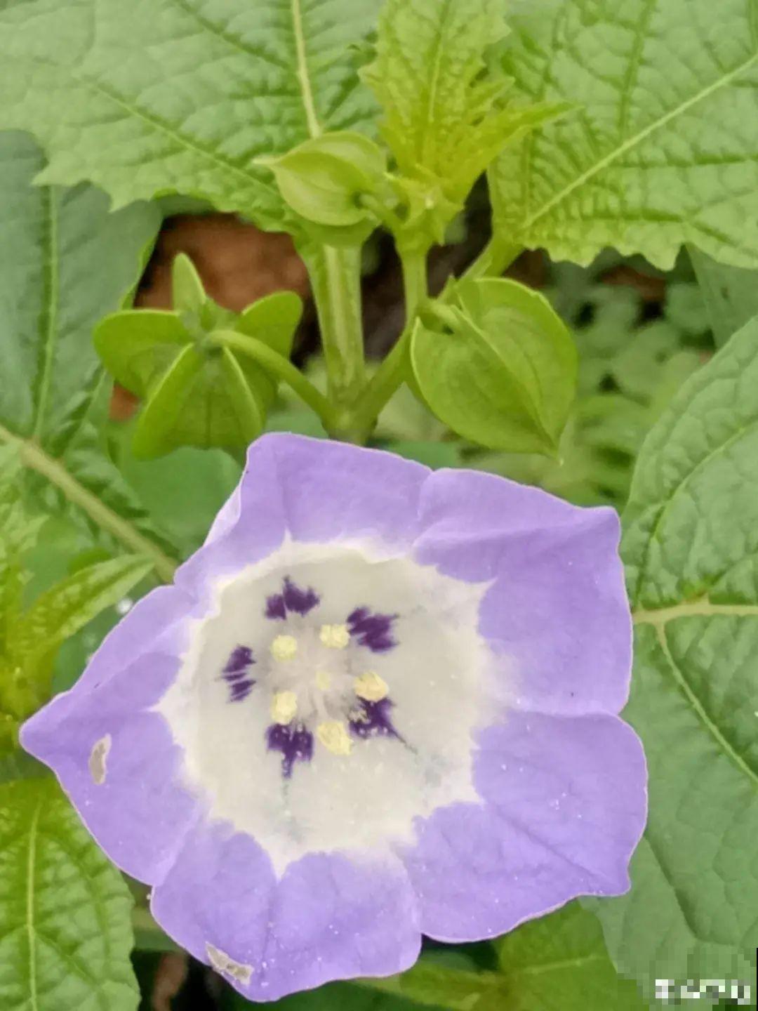 入侵植物太可怕，周围的草全被缠死，谨慎养护