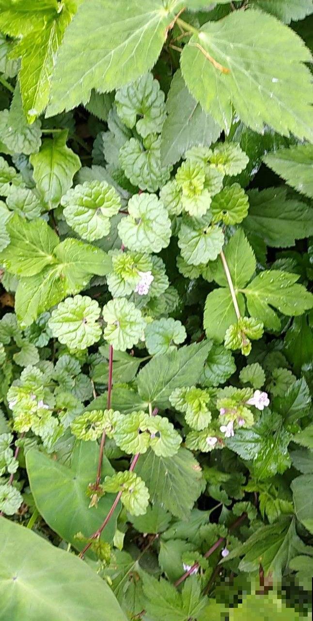 山上常见的野草，居然有大作用，跌打损伤都用它