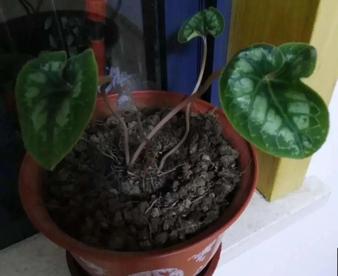 天热了,8种花要休眠,要少浇水 天热了,8种花要休眠,要少浇水