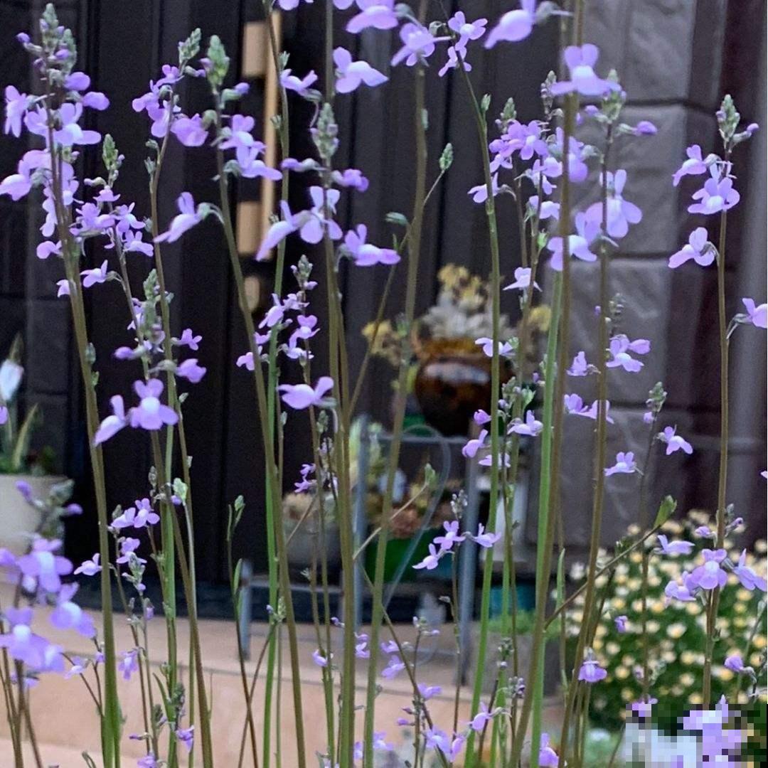 卧室植物这么摆,设计感好,又睡得香 卧室植物这么摆,设计感好,又睡得香