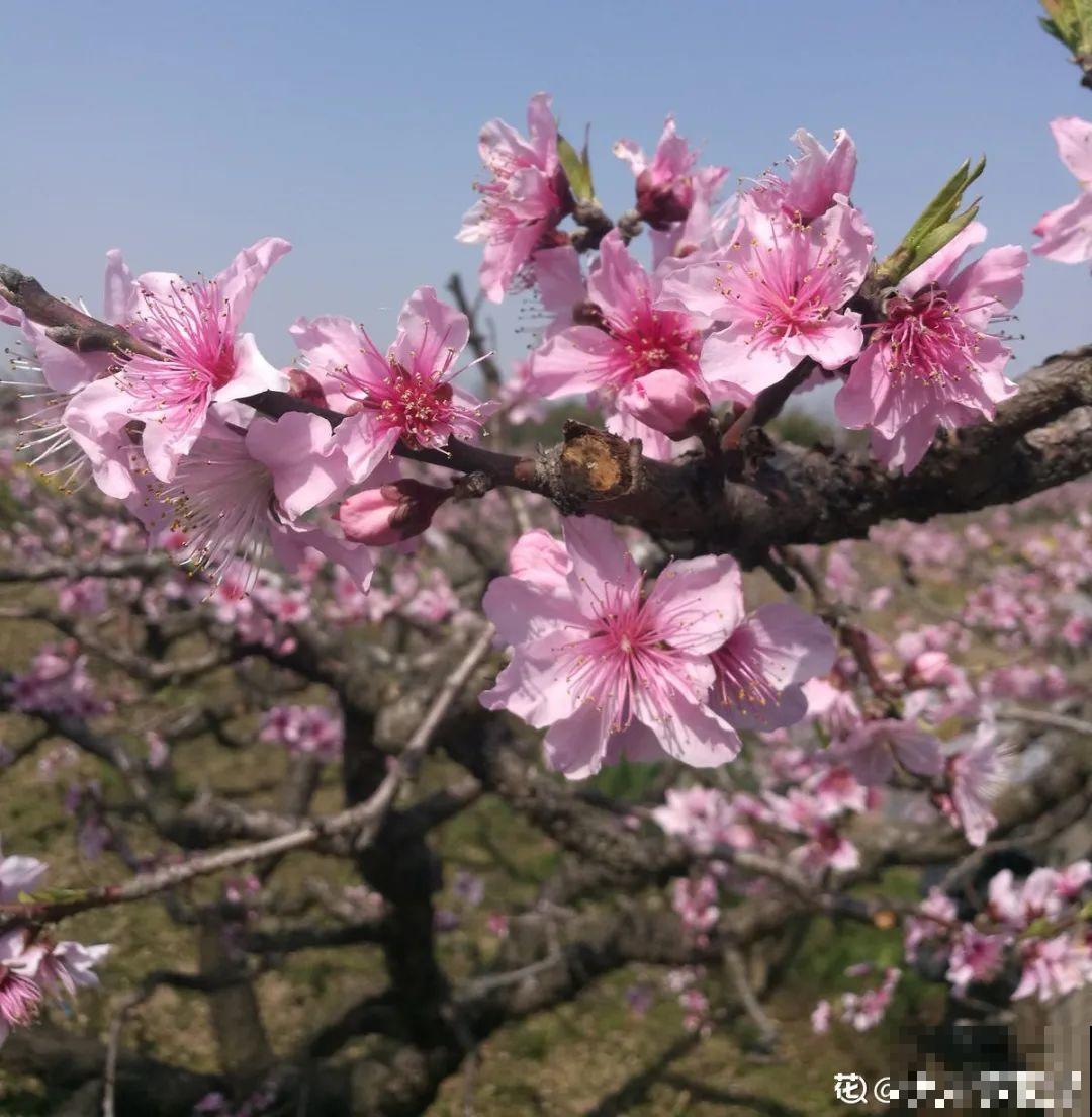 清明赏花，带上这份花卉图谱，变身行走的识花机器