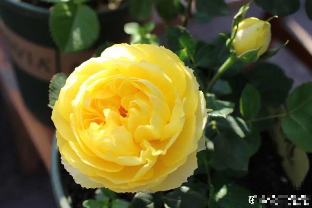 50种月季，各有各的美，哪一种是你的“菜”？