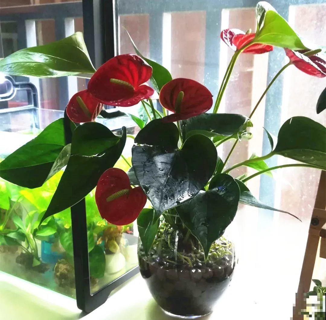 半死不活的花,扔水里,突然长疯了 半死不活的花,扔水里,突然长疯了