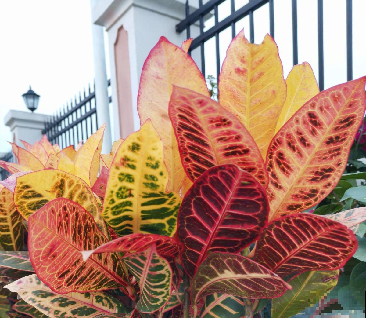 4种有花别养家里，出门也要离远点，因为有毒！