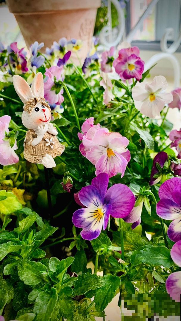 4月份种啥都能活的季节，山上挖一棵野花，种盆里也能开爆