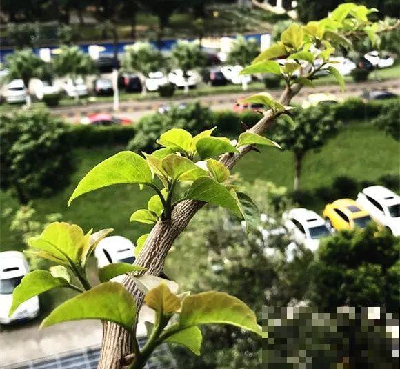 三角梅长不好?赶紧给它摘叶子,摘得越干净,长得越好 三角梅长不好?赶紧给它摘叶子,摘得越干净,长得越好