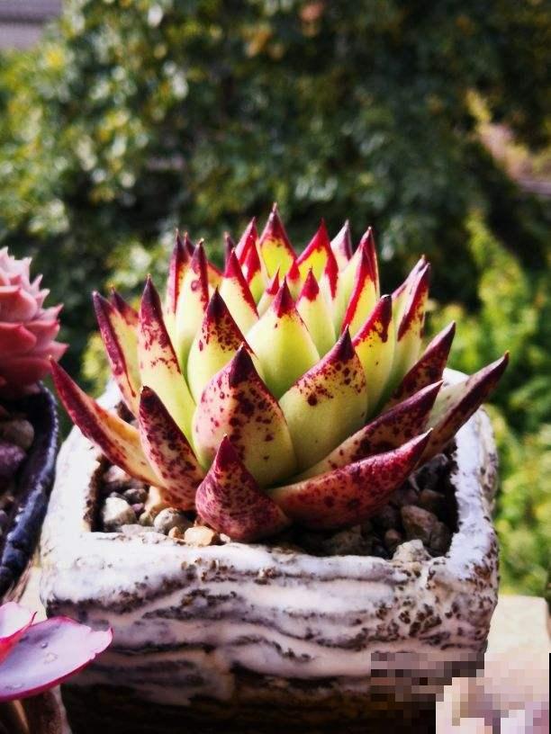 夏天多肉大甩卖，现在购买，是最佳时机吗？