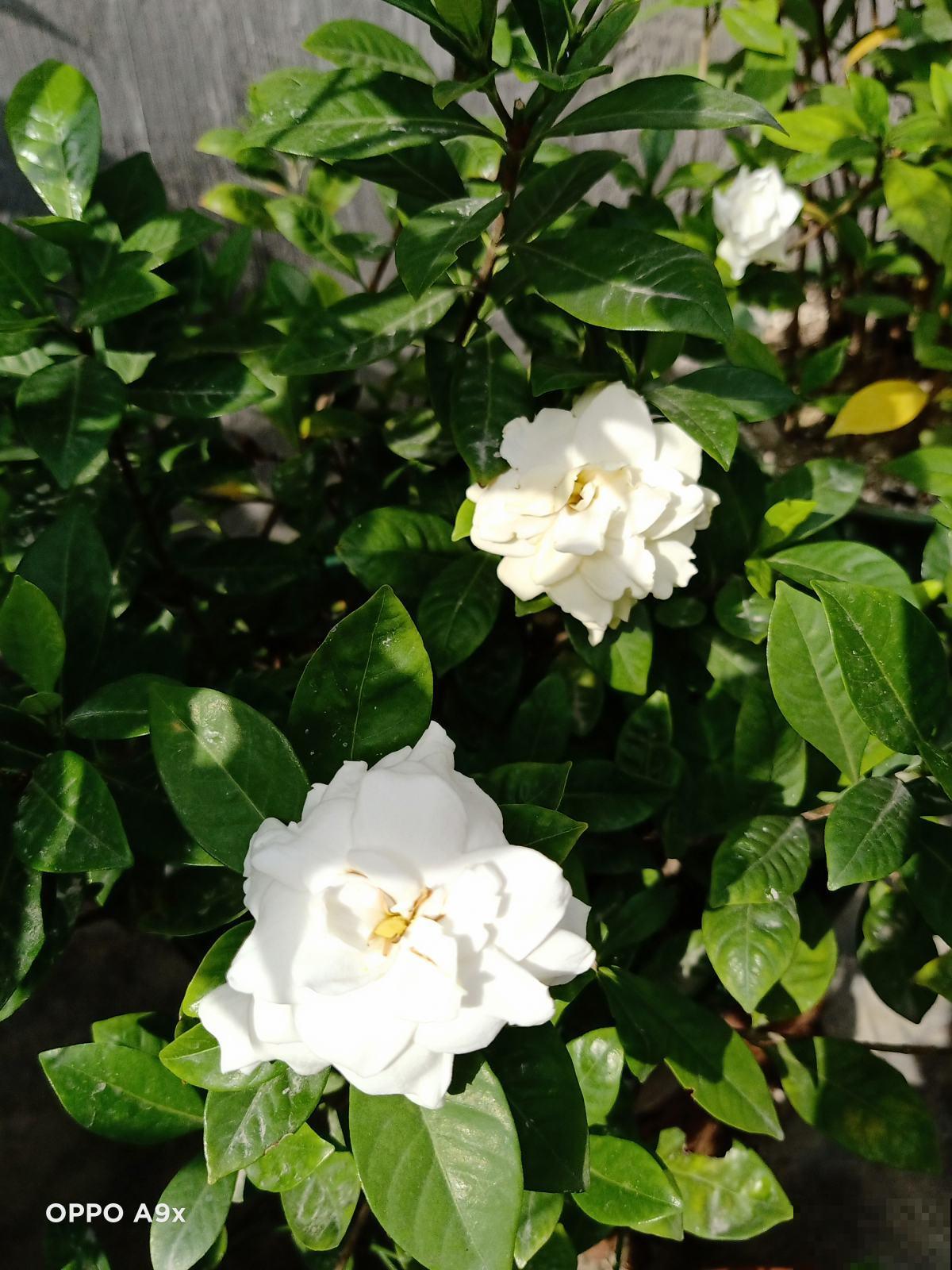 3种夏天“移动香水”，开花旺盛，满屋子都是香味