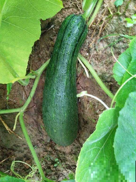 1种瓜真神奇,砍一刀很快就长出新的,边砍边吃真爽 1种瓜真神奇,砍一刀很快就长出新的,边砍边吃真爽