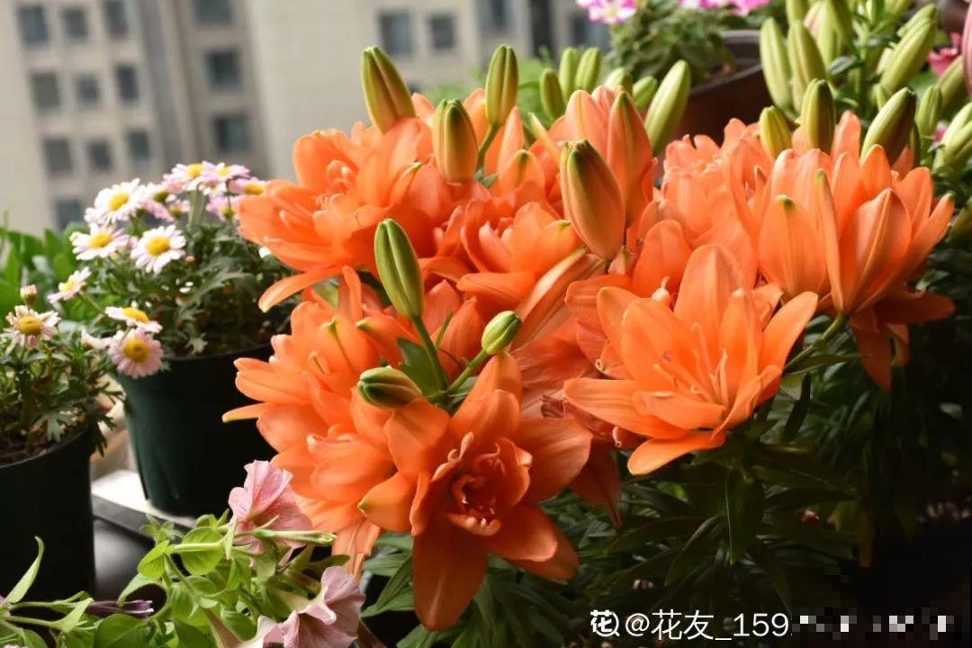 家里养盆“大脸”花，开花巨无霸，看着就喜庆