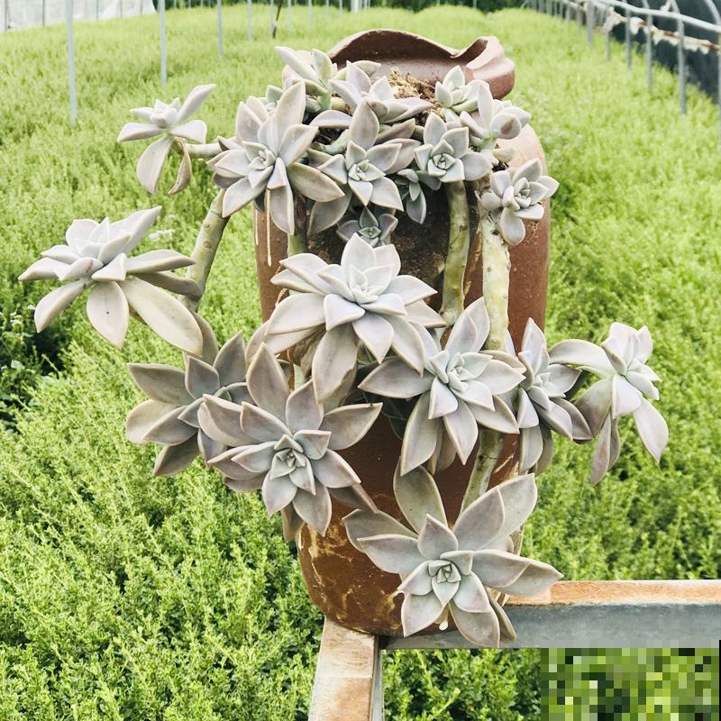 买了一盆冬美人，邻居说是胧月，真的太难区分了