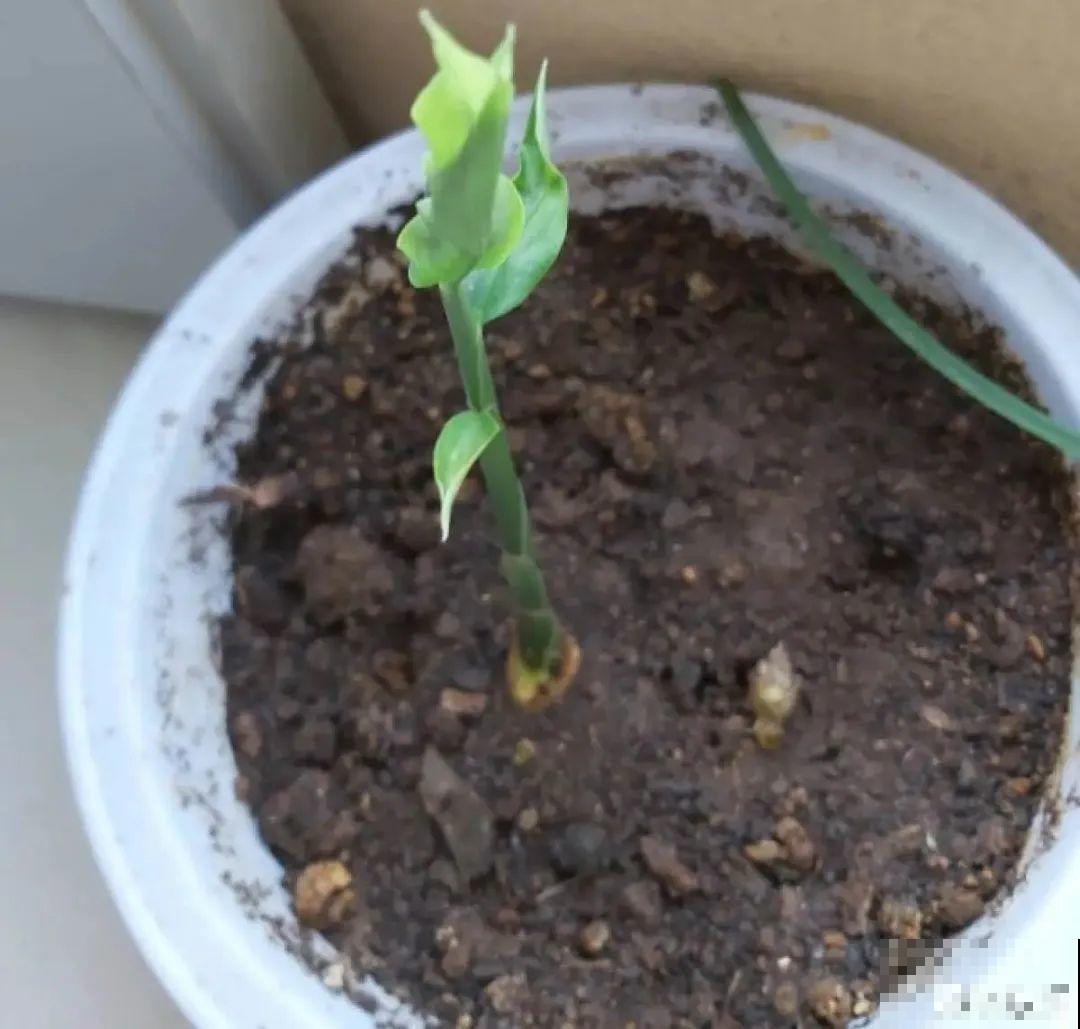 玉米棒子插水里，比绿植长得快，长成清新小盆栽