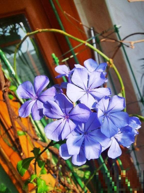 这5种花，只要养好一种，家里瞬间变成大花园
