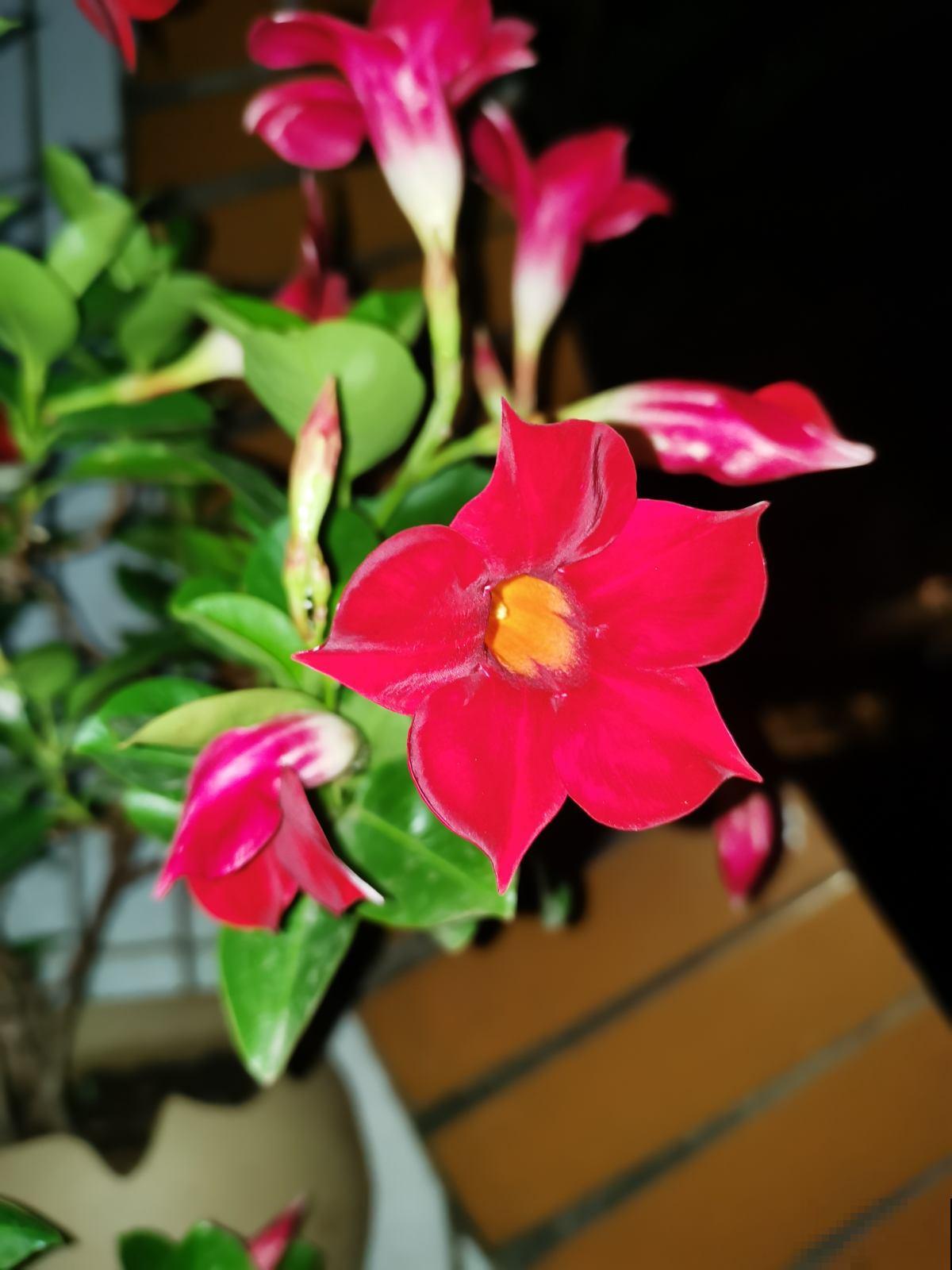 逛花市看到3种花，别嫌弃，赶紧买回家，夏天开爆