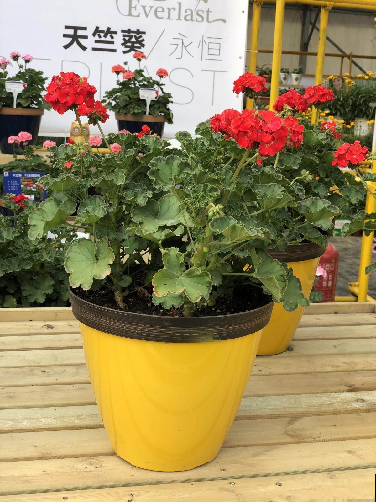 能够开成球的5种花,花期长,轻松就能养活! 能够开成球的5种花,花期长,轻松就能养活!