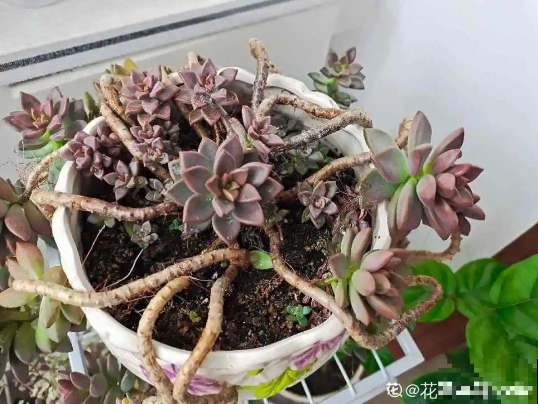 9种多肉，夏天不休眠，浇水还要加把劲儿