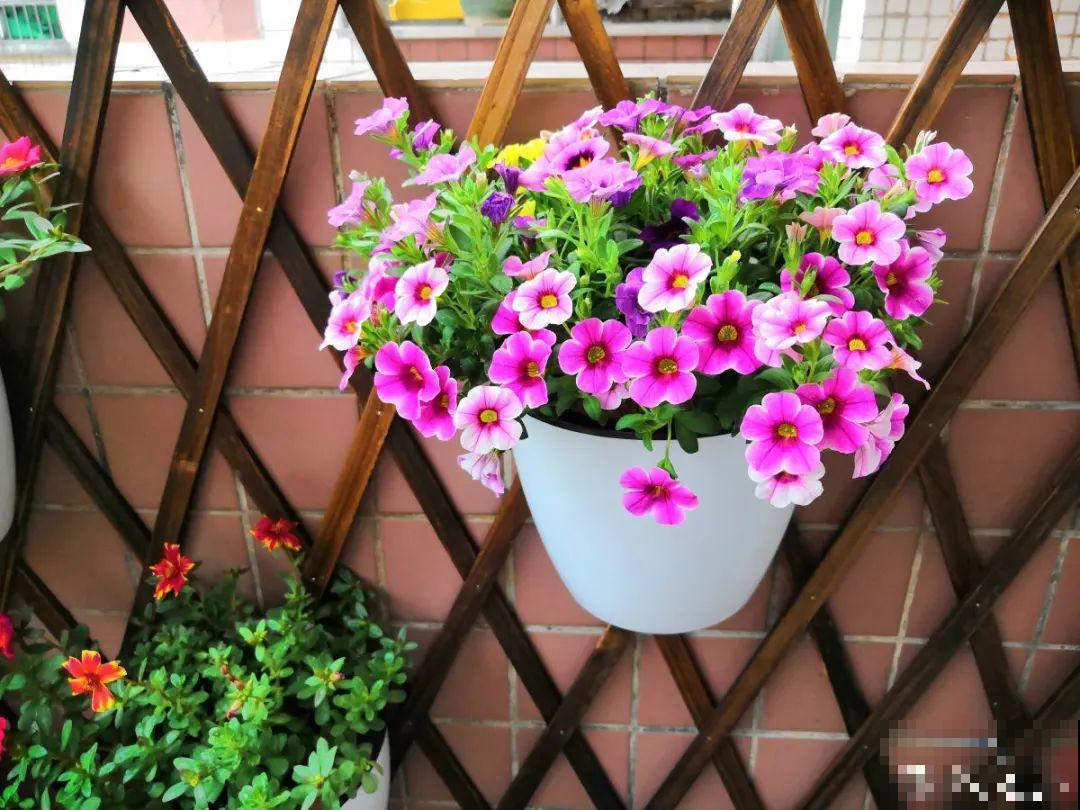 公认的难养花，买一盆死一盆，原来是被动了手脚…