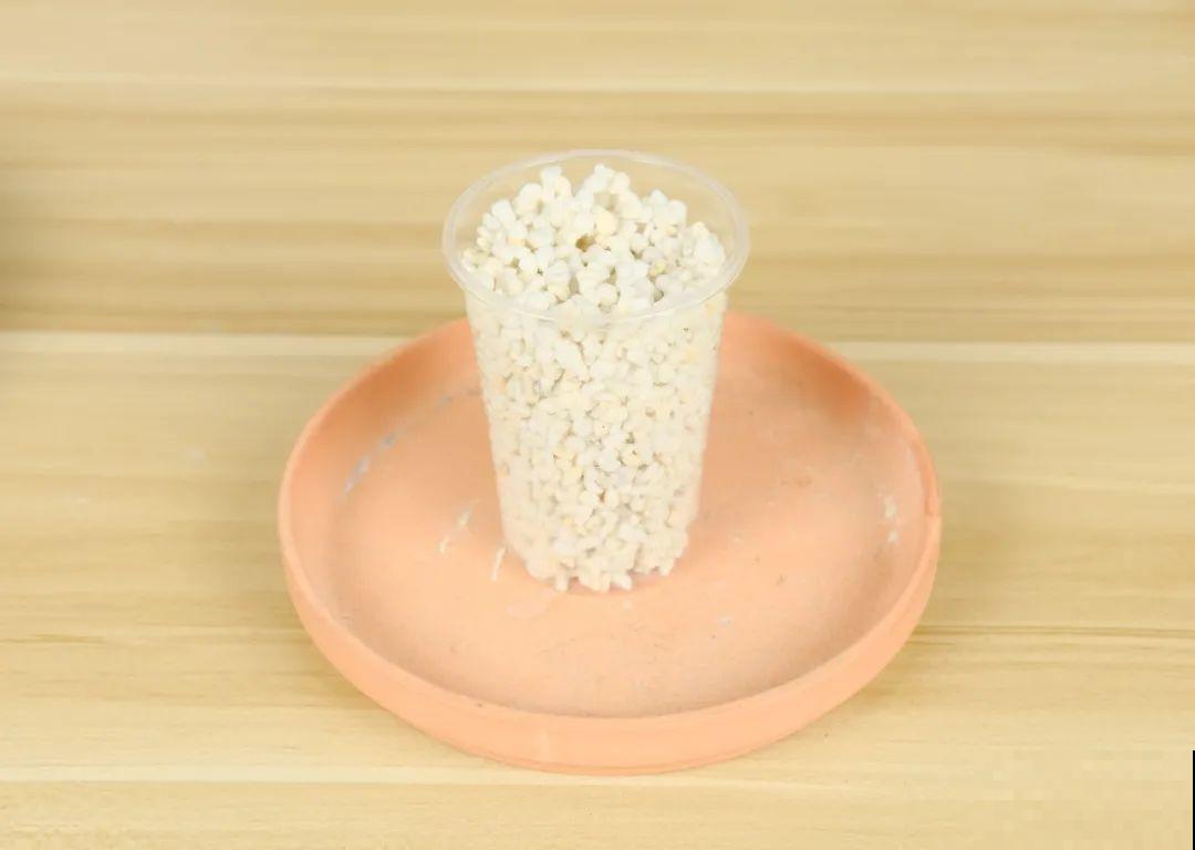 难度夏的8种花，赶紧扦插备份，再晚只剩盆了