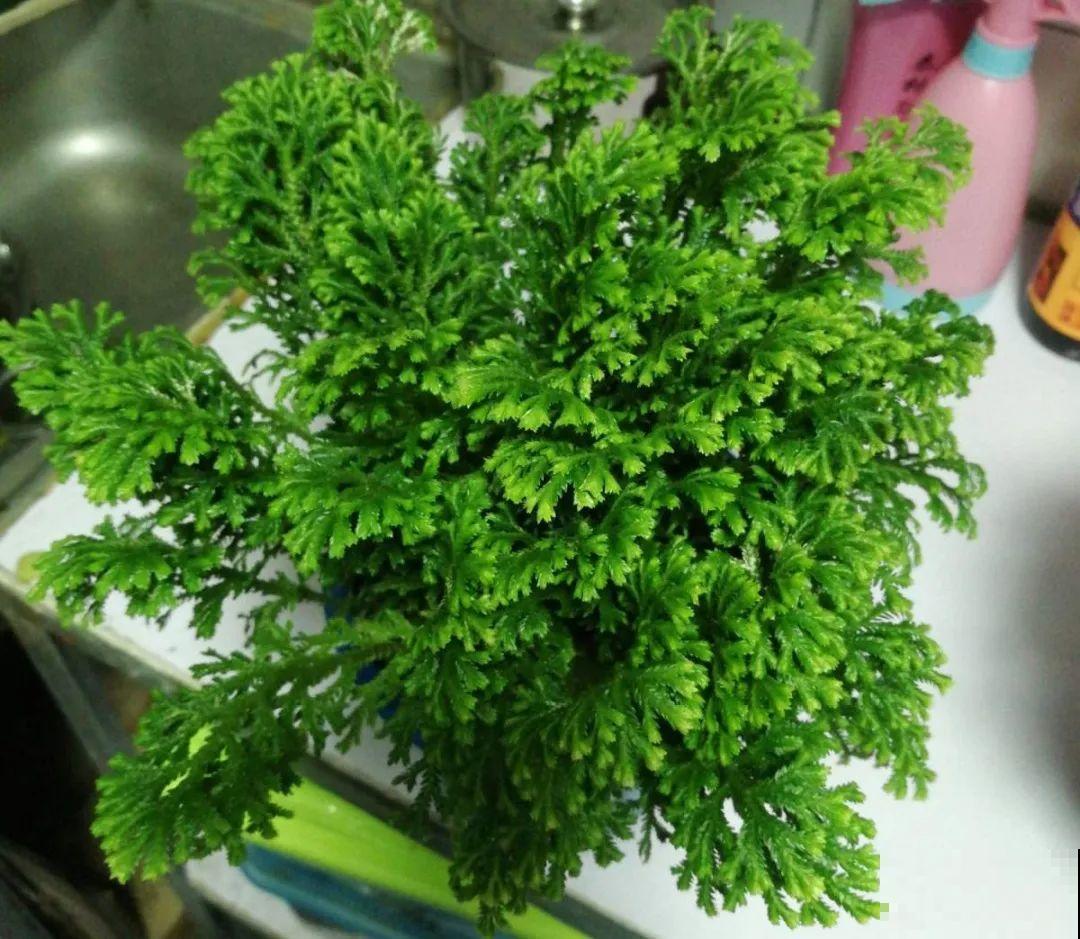 山上遇到“还魂”草,千万不要挖,养不活还破坏环境 山上遇到“还魂”草,千万不要挖,养不活还破坏环境