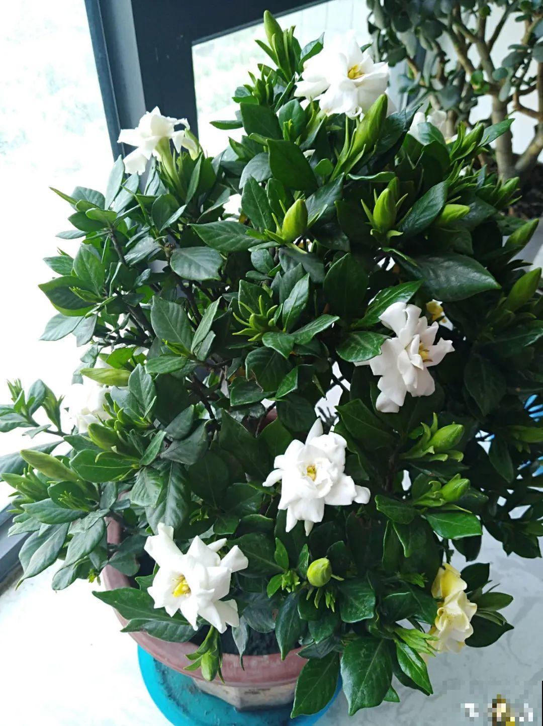 初春浇水要谨慎，浇水浇不对，小心全军覆没