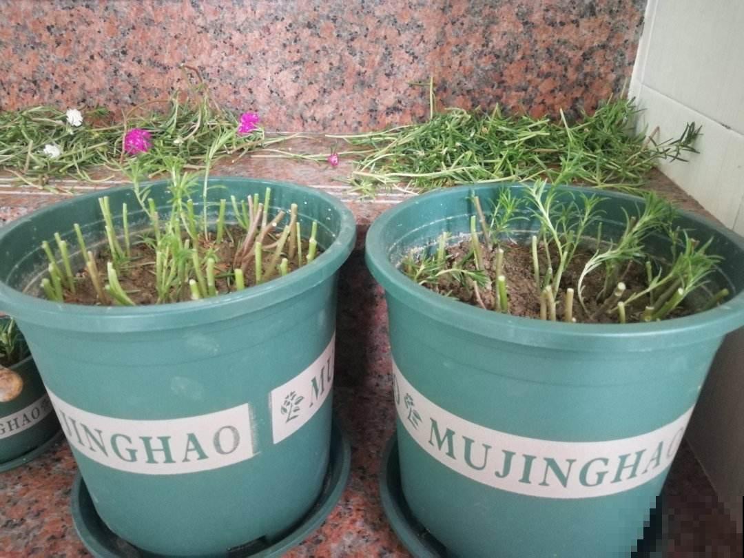 养花时的“行话”，你知道几个？