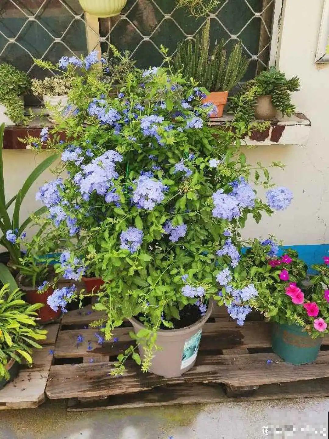 超级“喜水”的花，3天不浇水，就离死不远了