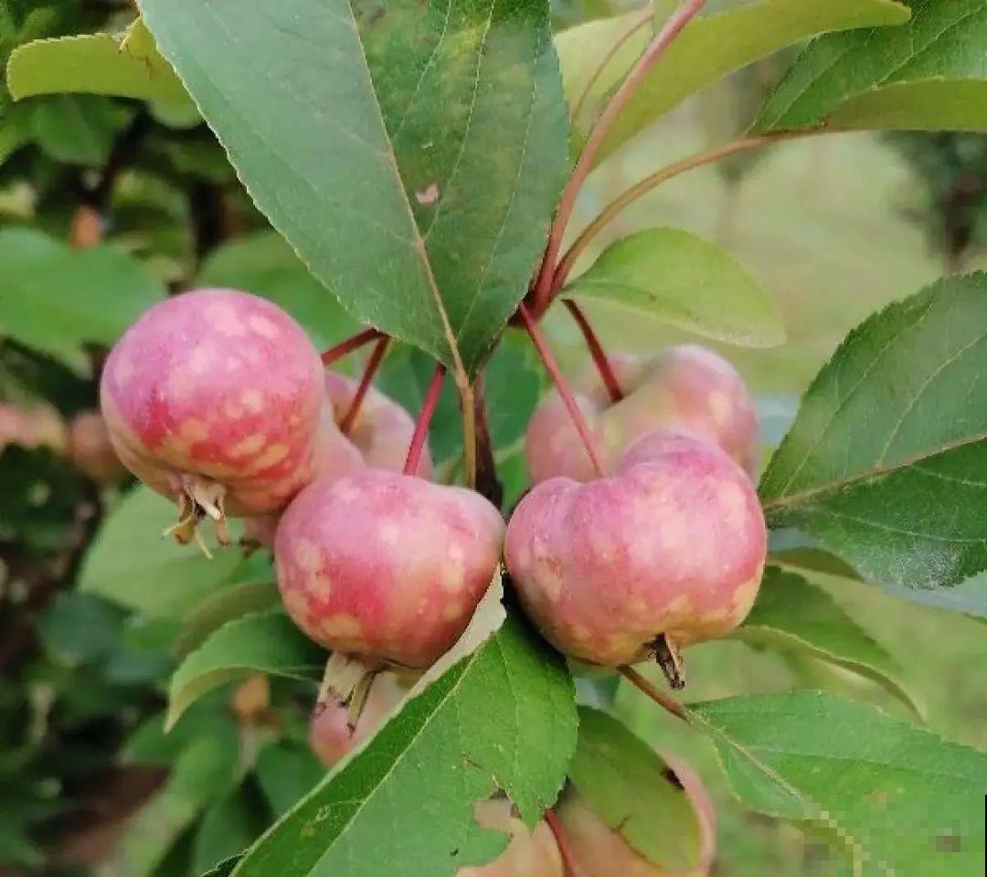 清明赏花，带上这份花卉图谱，变身行走的识花机器