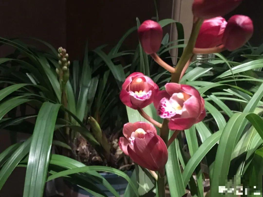 9种花是富贵命,必须大盆养,小盆养会憋死 9种花是富贵命,必须大盆养,小盆养会憋死