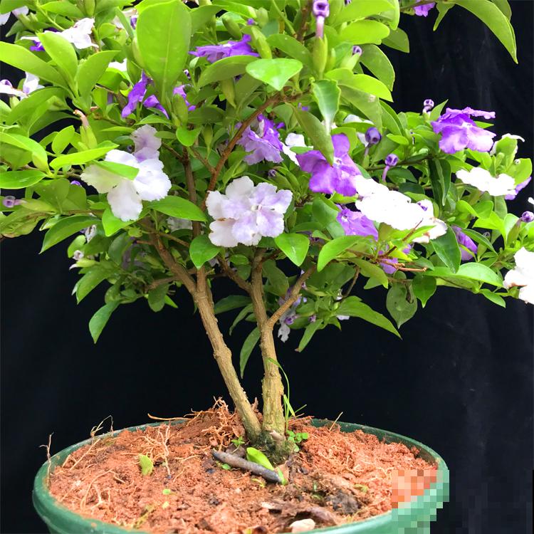 一盆花开出三个颜色，能变色的花特神奇，现在养正是开花季