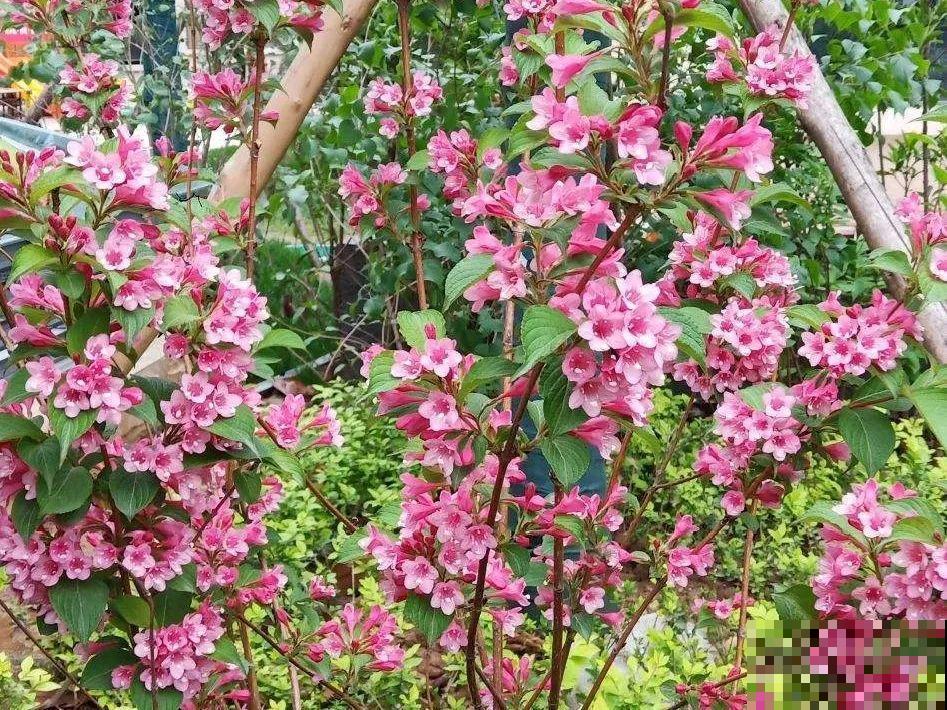 5月出门,收下这份百花图谱,啥花都能叫上名! 5月出门,收下这份百花图谱,啥花都能叫上名!