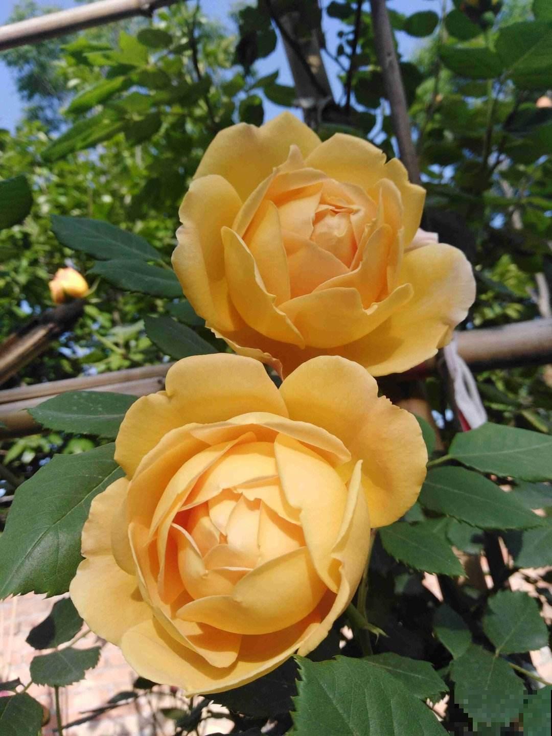 关于植物的知识问答， 答对6道，就叫你“博士”