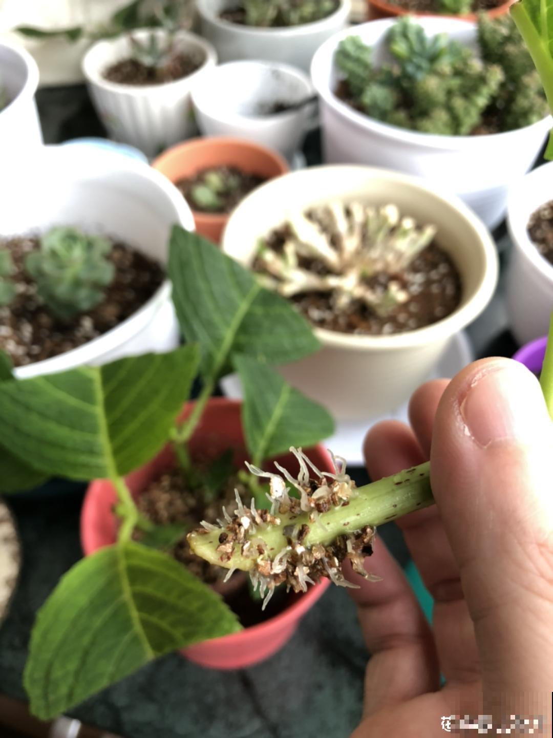 夏天扦插最好活，剪个枝条插土里，10天就生根！