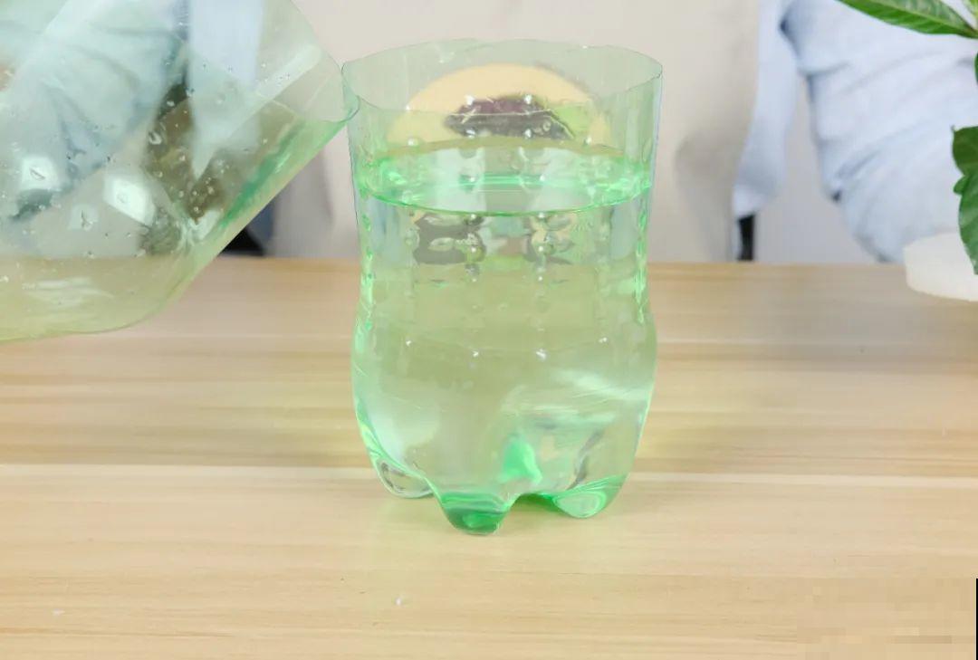 11种常见花，现在扦插，成活率特高