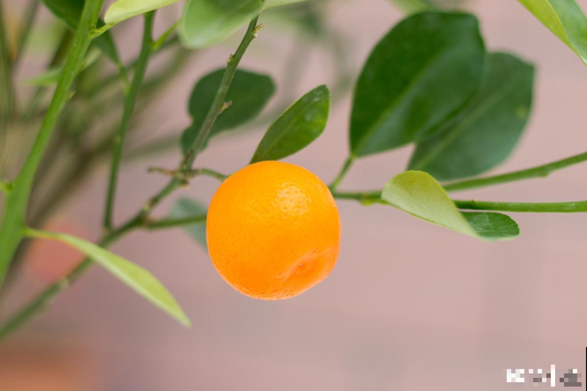 橘子全身都是宝，不光味道好，用来养花效果超棒