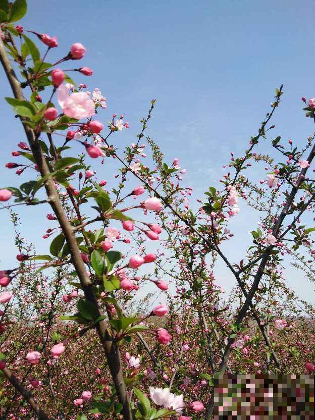 家里种棵“有福树”，开花就有好兆头，福气满满
