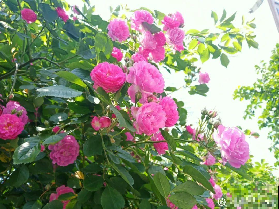 5月出门,收下这份百花图谱,啥花都能叫上名! 5月出门,收下这份百花图谱,啥花都能叫上名!