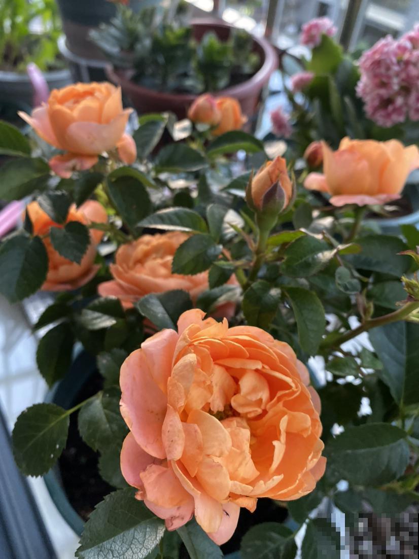 路边的月季开花后，比拳头还要大，没成想却招了贼