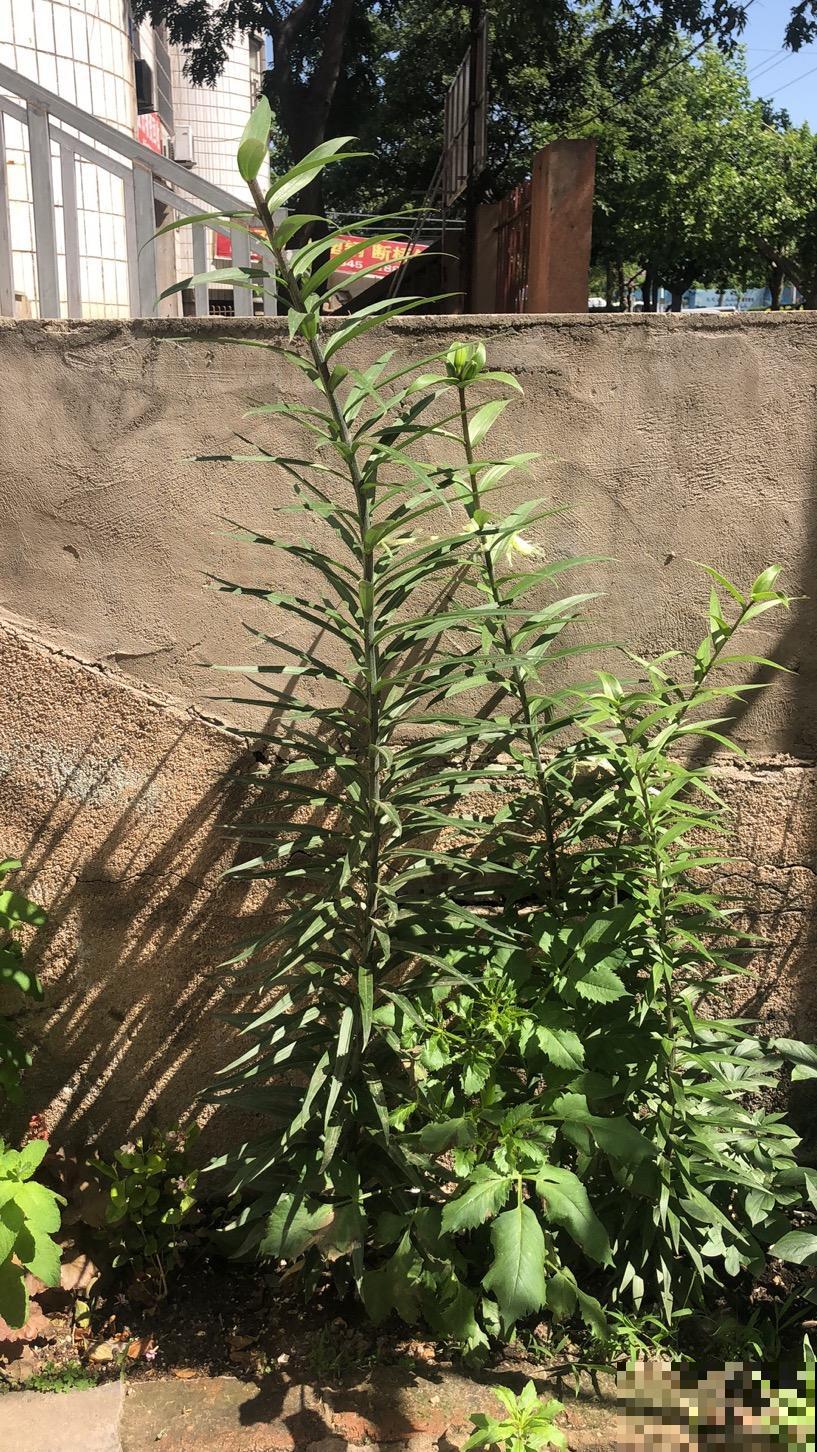 辛辛苦苦养的花，让人偷着剪光了，真的太生气