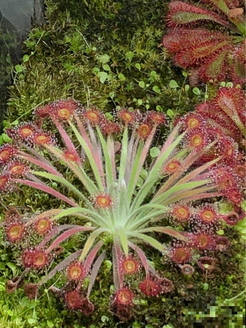 小巧可爱的吃虫草，简单好养，帮你除去蚊虫烦恼！