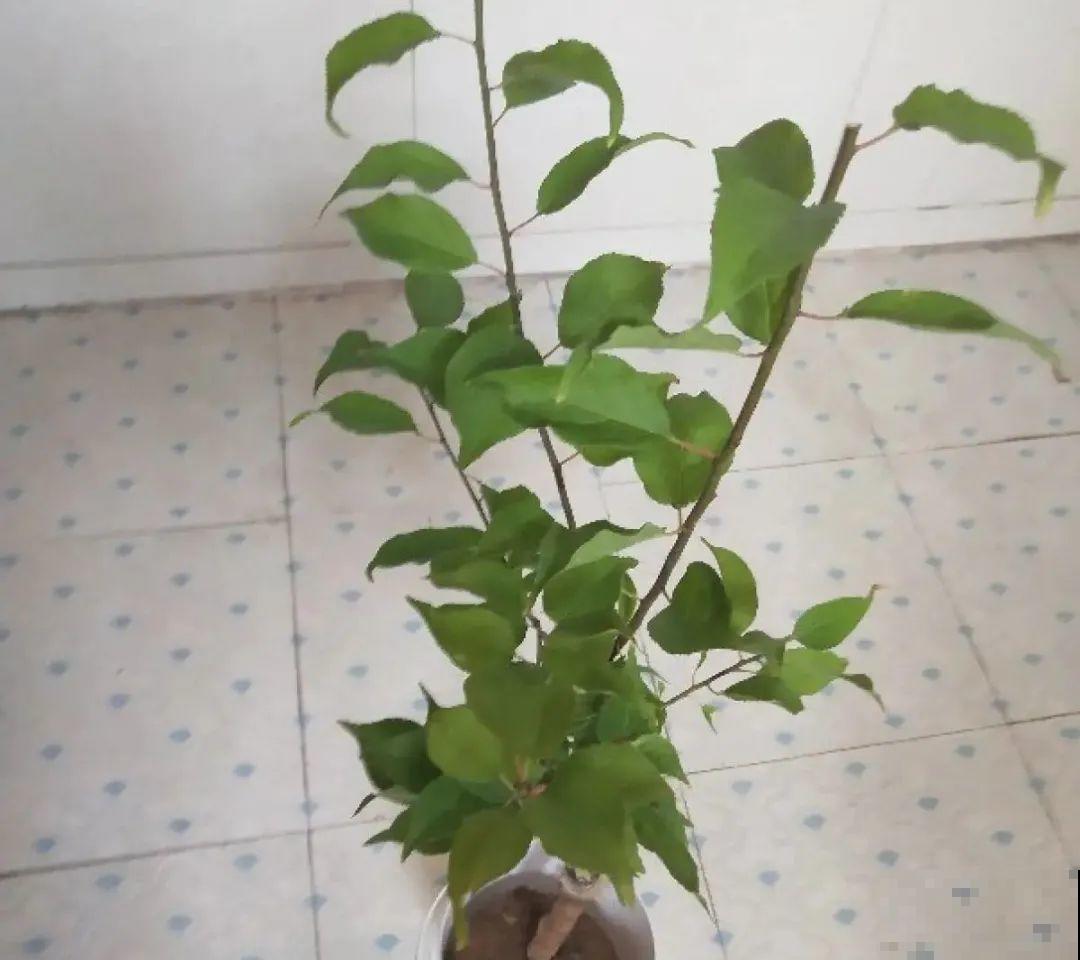 清明赏花，带上这份花卉图谱，变身行走的识花机器