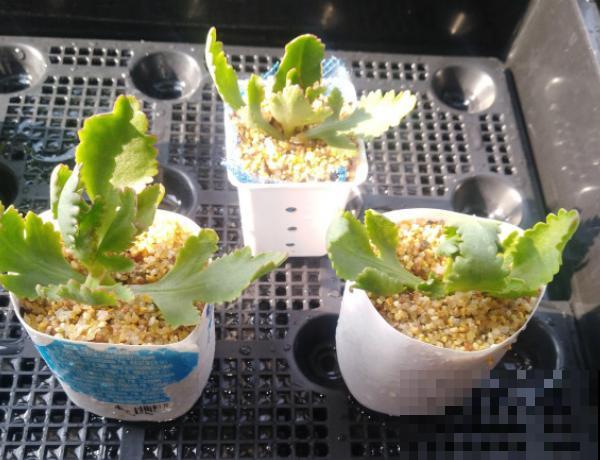 7种“落地生根”花,春天多插几棵,成活率特别高 7种“落地生根”花,春天多插几棵,成活率特别高