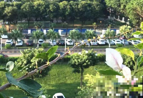 三角梅长不好?赶紧给它摘叶子,摘得越干净,长得越好 三角梅长不好?赶紧给它摘叶子,摘得越干净,长得越好