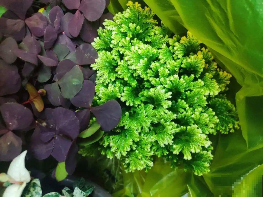 山上遇到“还魂”草,千万不要挖,养不活还破坏环境 山上遇到“还魂”草,千万不要挖,养不活还破坏环境