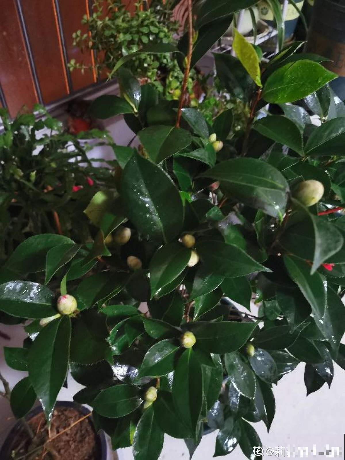 夏天浇水要注意，千万不能浇“半截水”，不然植物都浇死了