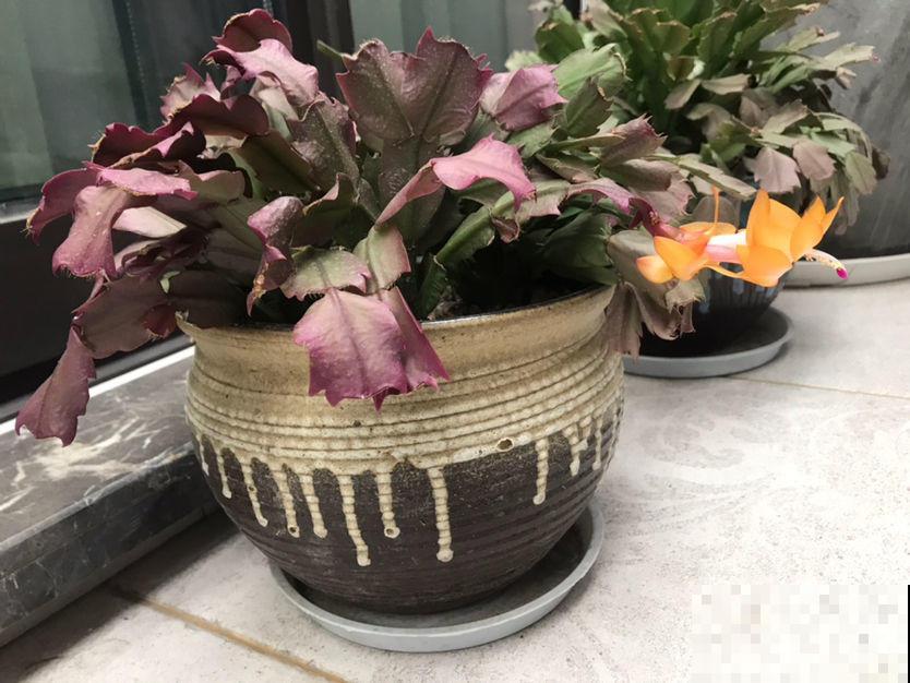 不适合勤浇水的6种花，浇多了，就黄叶！