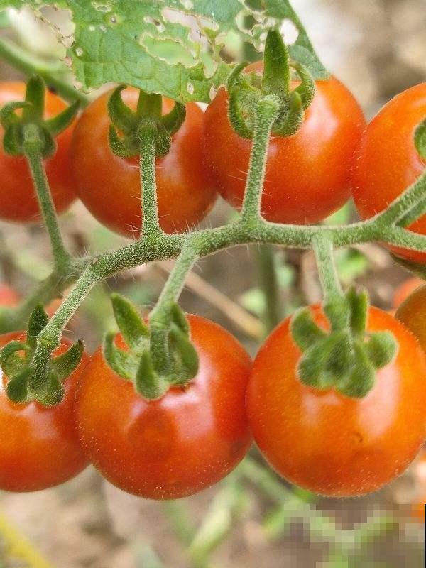 适合养在家里的果树，种上一棵，咕噜咕噜结果子