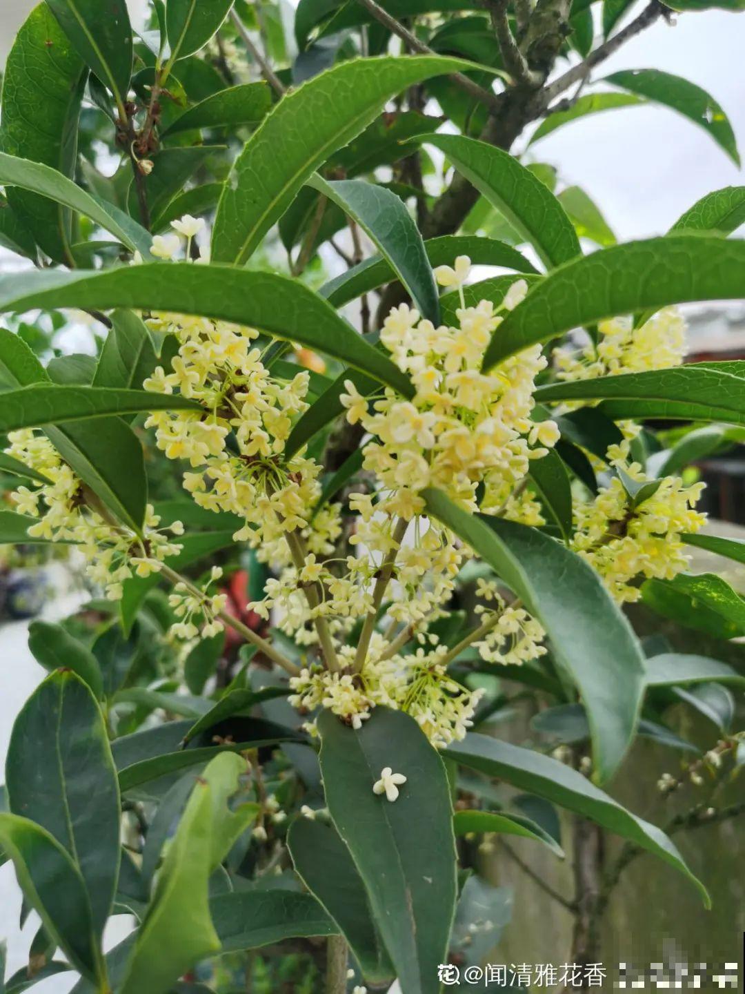 米兰花喜欢喝醋，一个月来一勺，花苞嘟噜噜冒