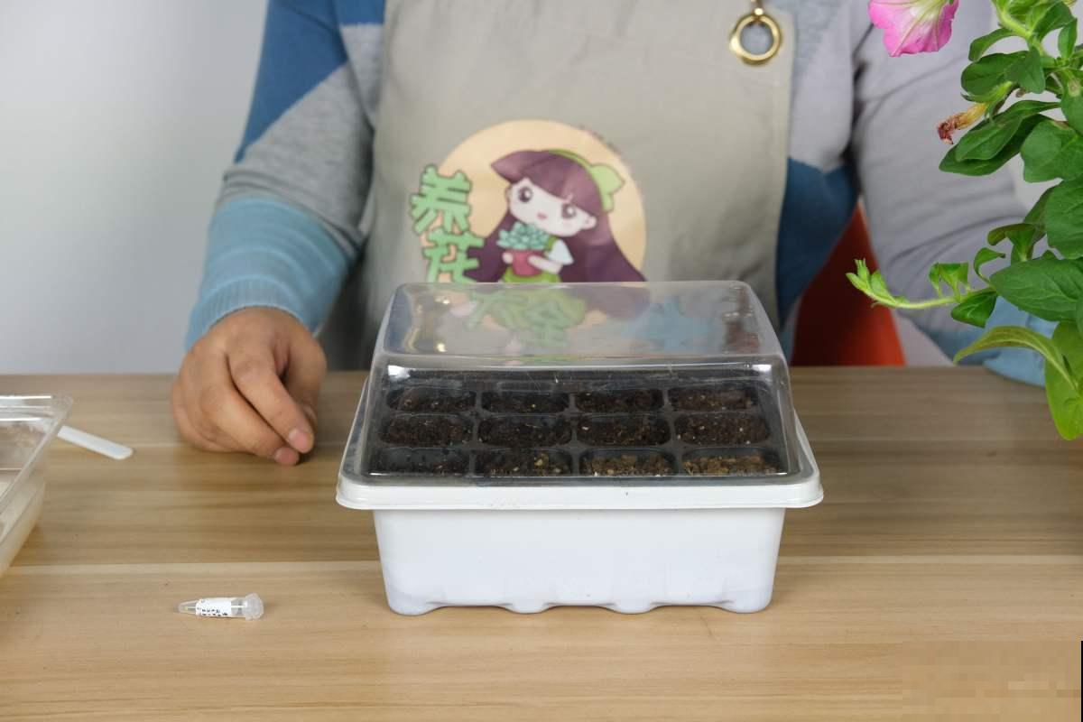 矮牵牛这么种,成活率高,轻松长出大花球! 矮牵牛这么种,成活率高,轻松长出大花球!