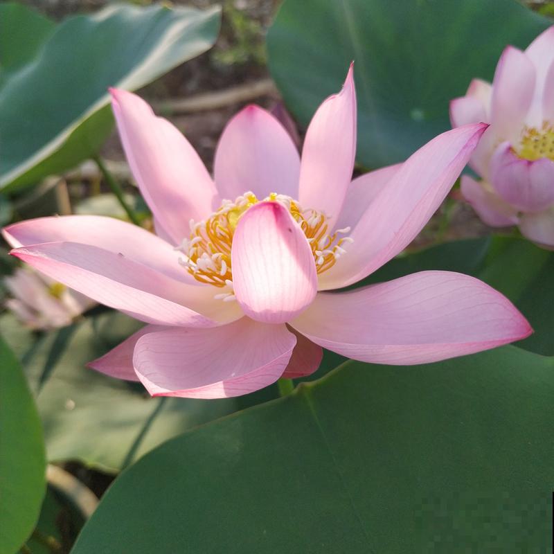 要想繁殖这3种花,不建议买种子,种出来也不是想要的样子 要想繁殖这3种花,不建议买种子,种出来也不是想要的样子