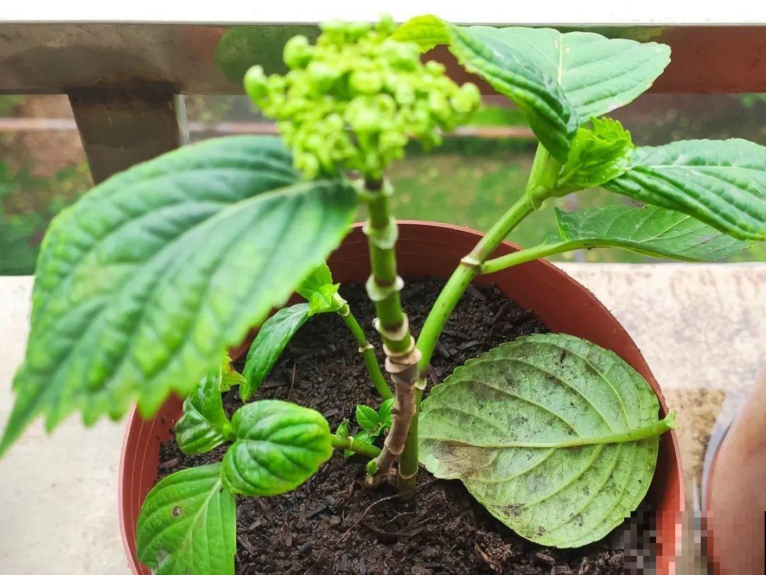 花园“三剑客”，可不太好养，能养好的都是高手